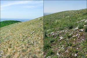 Skalní step na vrcholu Děvín na Pálavě v roce 2012 (vlevo) a v roce 2018 (vpravo).