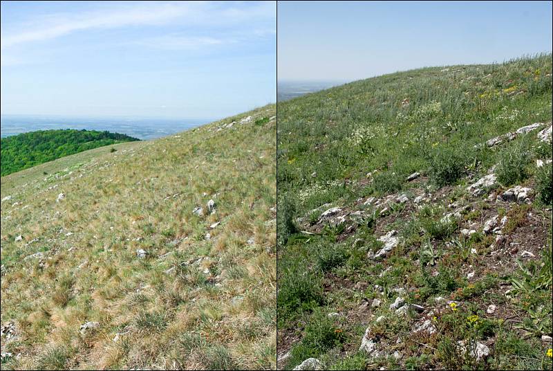 Skalní step na vrcholu Děvín na Pálavě v roce 2012 (vlevo) a v roce 2018 (vpravo).