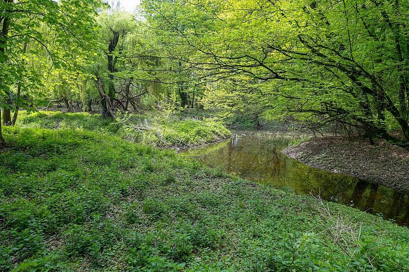 Z výletu k soutoku Dyje s Moravou. Lužní lesy a slepá ramena řek - typický obrázek Soutoku.