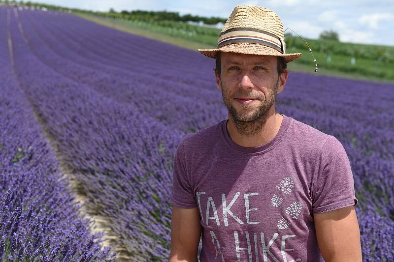 Levandulová farma ve Starovičkách na Břeclavsku.