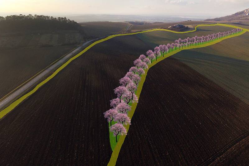 Vizualizace. Na dvě stovky mandloní zkrášlí lán pole pod Kočičí skálou mezi Mikulovem a Klentnicí.