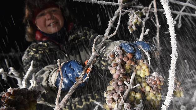 Sběr zmrzlých hroznů pro ledové víno ve vinařství Chateau Valtice – Vinné sklepy Valtice.