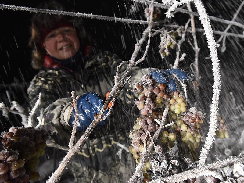 Sběr zmrzlých hroznů pro ledové víno ve vinařství Chateau Valtice – Vinné sklepy Valtice.