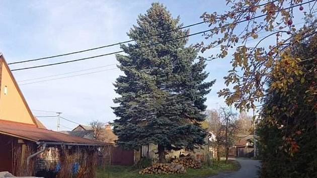 Letošní vánoční strom Boskovickým daroval chalupář ze sousedního městysu Knínice. Sázel ho bezmála před padesáti lety po narození syna.