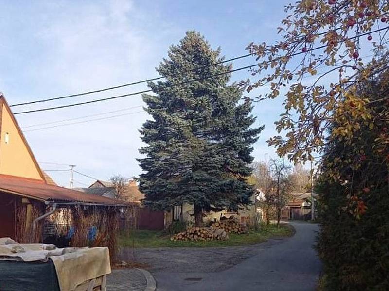 Letošní vánoční strom Boskovickým daroval chalupář ze sousedního městysu Knínice. Sázel ho bezmála před padesáti lety po narození syna.