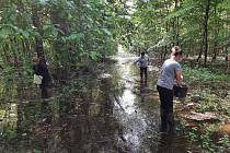 Lesníci na ploše 180 hektarů v lužním lese v polesí Tvrdonice aplikovali přípravek k regulaci komářích larev.