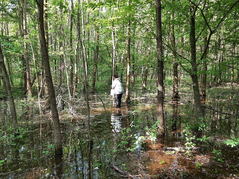 Lesníci na ploše 180 hektarů v lužním lese v polesí Tvrdonice aplikovali přípravek k regulaci komářích larev.