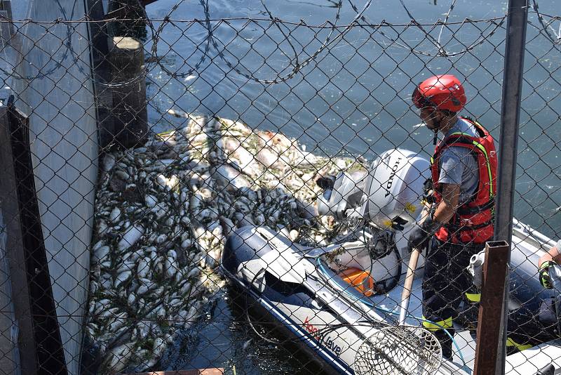 Více jak tunu uhynulých ryb likvidovali ve čtvrtek kolem poledne v Břeclavi u splavu dobrovolní i profesionální hasiči. Zdechliny vodních obratlovců putují do kontejneru, a následně je řidiči převážejí do kafilérie.
