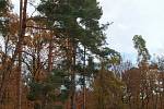 Dvanáctá svatohubertská mše v Bořím lese.