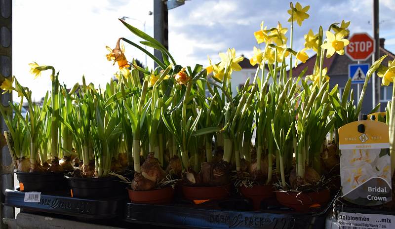 Jaro se hlásí. Desítky lidí vyrazily o víkendu do zahradních center a květinářství v okrese. Největší zájem je o primulky, macešky, ale i o osivo či řezané a umělé tulipány.