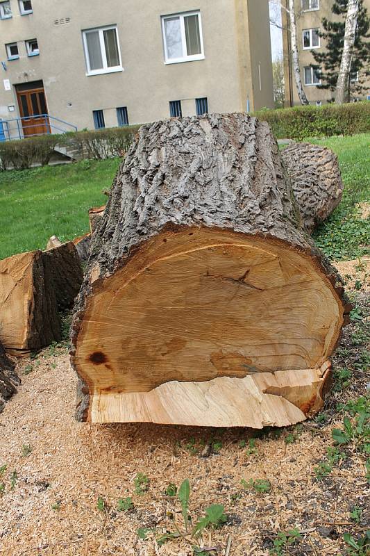 V břeclavské lokalitě Dubič káceli zaměstnanci města stromy, vysadit by tam měli nové. 