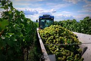 Vinaři začínají sklízet první hrozny.