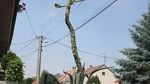 Díky pětatřicetileté péči vyrostlo agáve do výšky sedm a půl metru.
