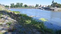 V korytě řeky Dyje v Břeclavi stále plavou shluky řas a sinic.