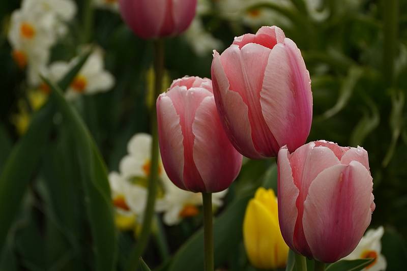 Tulipánová nádhera i letos zdobí zámecký park v Lednici na Břeclavsku.