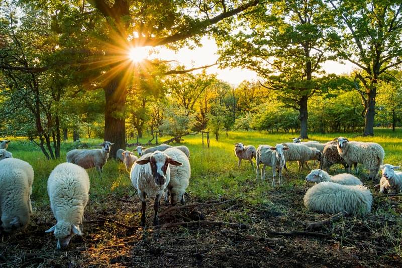 V loňském roce se pásly ovce nebo kozy například na Tabulové, Děvíně, Kočičím kameni nebo na Svatém kopečku.