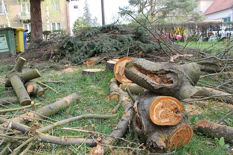 V břeclavské lokalitě Dubič káceli zaměstnanci města stromy, vysadit by tam měli nové. 