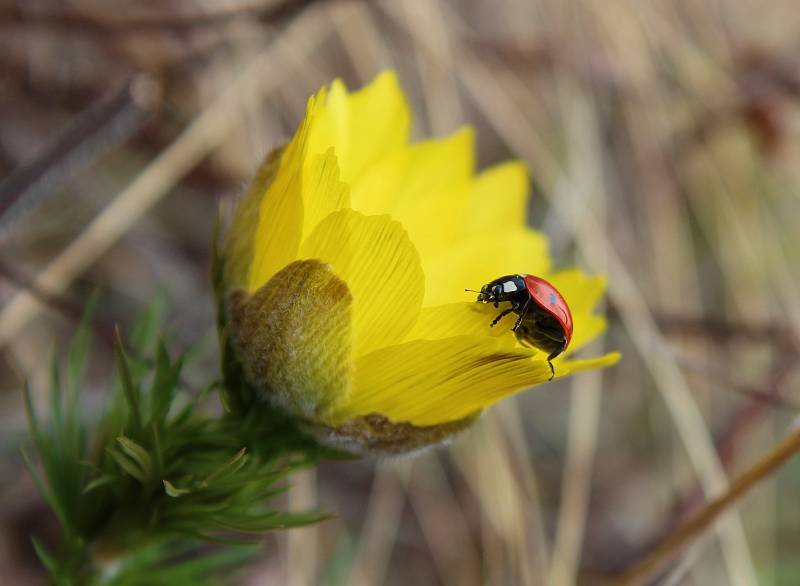 Při jarní vycházce u Morkůvek lze spatřit kvetoucí hlaváčky či koniklece. Foto: Brigita Petrášová