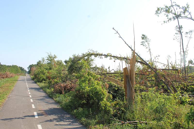 Stovky poničených nebo poškozených stromů zůstaly po řádění tornáda na Břeclavsku a Hodonínsku.