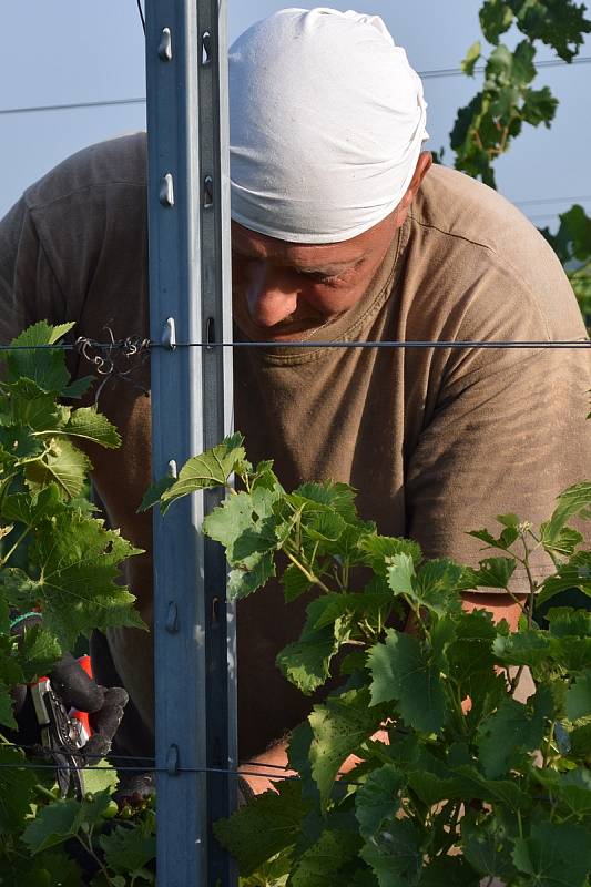 První hrozny raritní odrůdy Augustovskij posbírali na burčák v úterý ráno vinohradníci ve vinicích Chateau Valtice v Dolních Dunajovicích. První letošní burčák bude ve Valticích v prodeji už v sobotu.