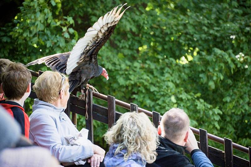 Nálety kondora krocanovitého. Letové ukázky dravců se vrátily do zámeckého parku v Lednici na Břeclavsku.