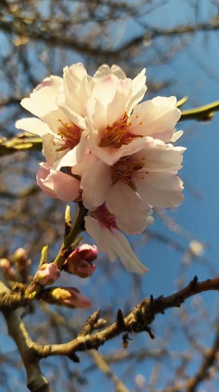 U Šakvic pučí květy na prvních mandloních.