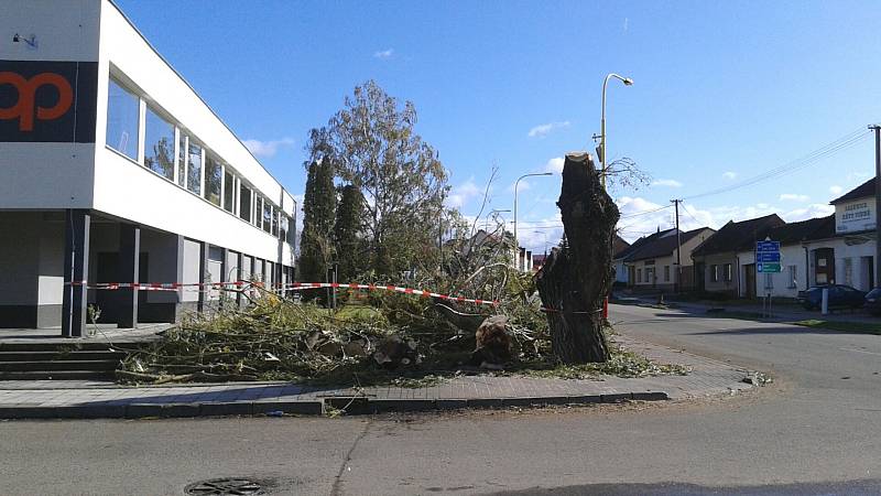 Nápor větru nevydržela vzrostlá vrba u hlavní silnice ve Velkých Bílovicích na Břeclavsku.