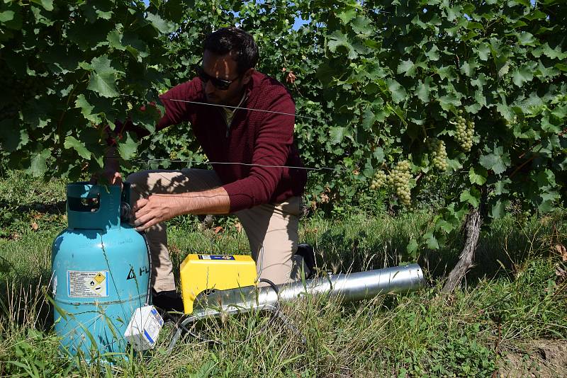 Sklepmistr Aleš Kaspar z Gravitačního vinařství Vilavin v Dobrém Poli začal ve vinohradech s rozmísťováním plynových děl i reproduktorů se skřeky ptáků, které trhají dravci.