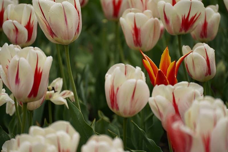 Tulipánová nádhera i letos zdobí zámecký park v Lednici na Břeclavsku.