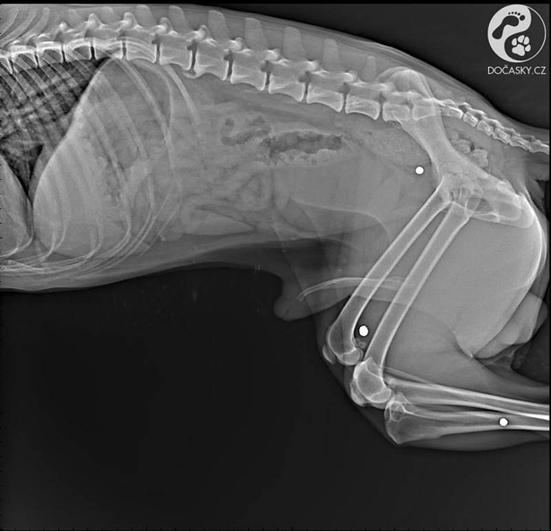 S kompletně oddělenou kostí v rameni a pěti broky v těle našli dobrovolníci ze spolku Dočasky.cz psa jménem Fox.