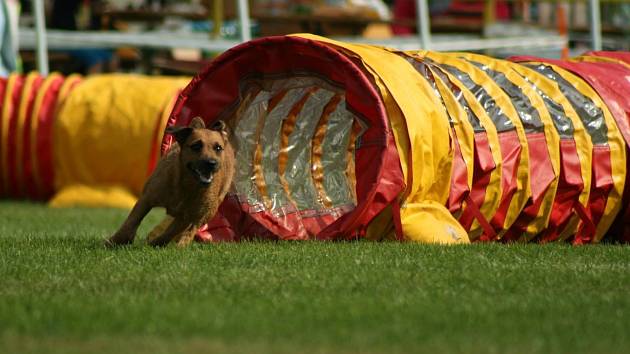 Na fotbalovém hřišti v Sedleci se místo fotbalistů proháněli trénovaní psi.