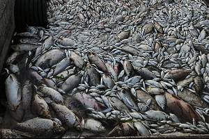 Také o víkendu lovili rybáři z Dyje na Břeclavsku další uhynulé ryby. Snímky jsou z pondělního rána.