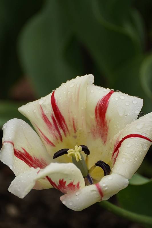 Tulipánová nádhera i letos zdobí zámecký park v Lednici na Břeclavsku.