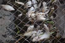 Uhynulé ryby na Břeclavsku.
