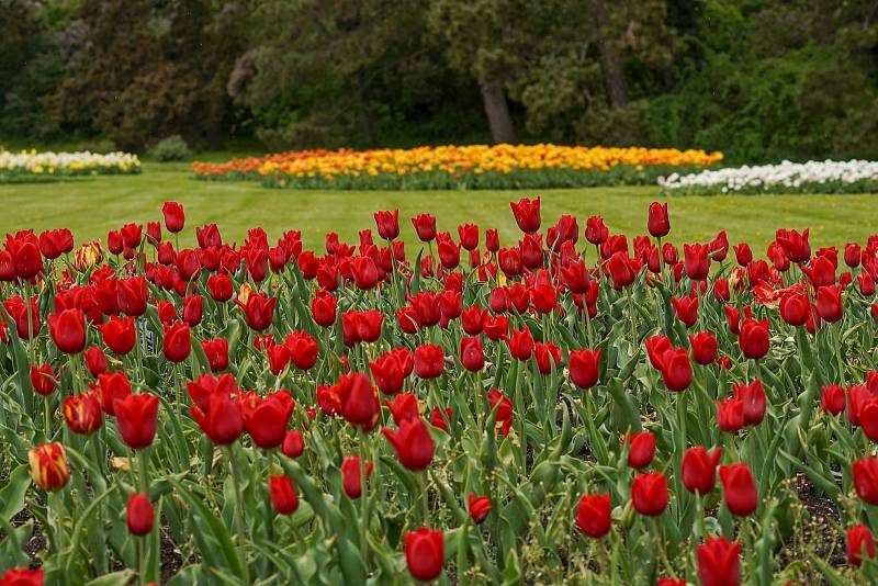 Tulipánová nádhera i letos zdobí zámecký park v Lednici na Břeclavsku.