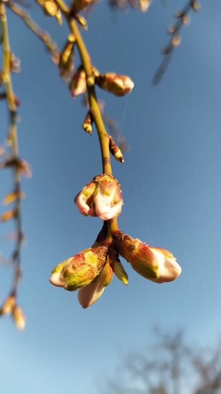 U Šakvic pučí květy na prvních mandloních.