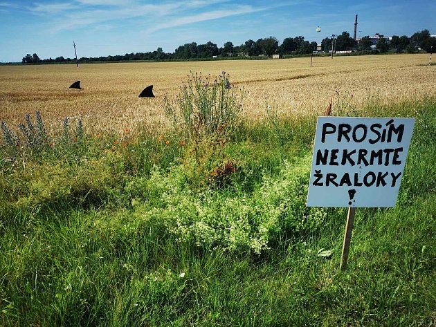 VIDEO: V poli na Břeclavsku se zabydleli žraloci. Nekrmte je, vyzývá cedule