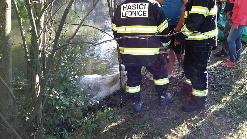 Hasiči v Lednici zachraňovali koně. Uvízl v blátě