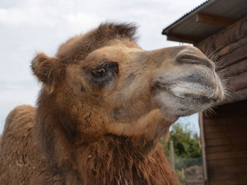 Veterinářka v Břeclavi se dočasně stará o velbloudici jménem Landyša. 