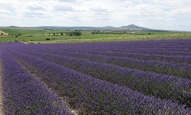 Levandulová farma ve Starovičkách na Břeclavsku.