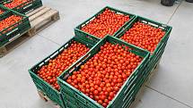 Ve sklenících u Velkých Němčic od přelomu roku sklízejí až šest tun cherry rajčat denně.