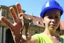Bagry, dělníky a archeology lze pozorovat v těchto dnech v bývalých jízdárnách lednického zámku. Při výkopových pracích odborníci narazili na pravěkou keramiku nebo kosti.
