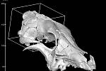Vlk z Pavlova. 3D model lebky objevené kostry zvířete na pravěkém nalezišti. Jihomoravští archeologové ji nalezli v roce 2014. Mikro CT patologickeho vlka. 