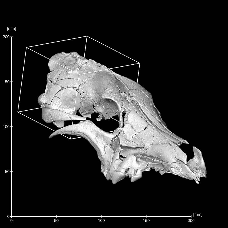 Vlk z Pavlova. 3D model lebky objevené kostry zvířete na pravěkém nalezišti. Jihomoravští archeologové ji nalezli v roce 2014. Mikro CT patologickeho vlka, snímání se uskutečnilo ve spolupráci s Max Planckem v Lipsku. Se svolením T. Janoušek, S. Sázelová/