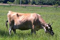 PASTVA. Na Slanisku letos uvidíte třeba i krávu.