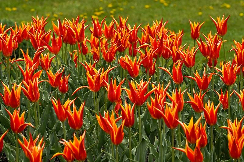 Tulipánová nádhera i letos zdobí zámecký park v Lednici na Břeclavsku.