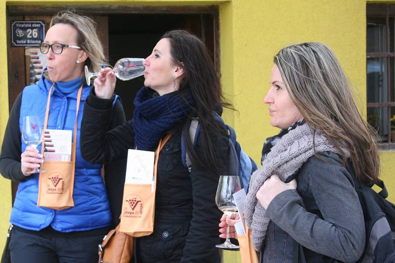 Ve Velkých Bílovicích putovali poslední březnovou sobotu milovníci vína Ze sklepa do sklepa. Už podesáté. Na jubilejní ročník akce, která je podle všeho největší svého druhu v České republice, dorazilo rekordních 5618 návštěvníků.