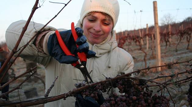 Poslední prosincové pondělí začala vinařská společnost Réva Rakvice se sběrem hroznů na ledové víno. 