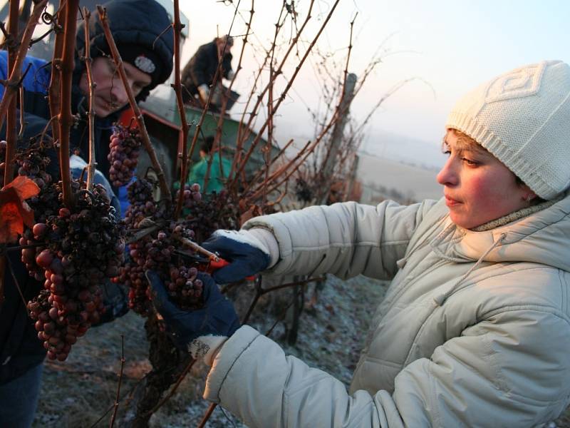 Poslední prosincové pondělí začala vinařská společnost Réva Rakvice se sběrem hroznů na ledové víno. 