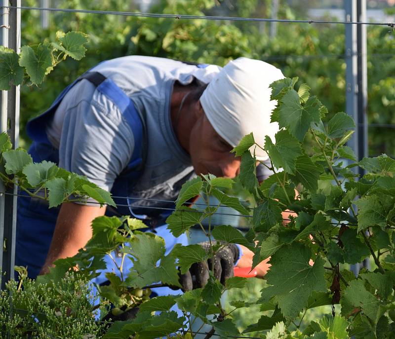 První hrozny raritní odrůdy Augustovskij posbírali na burčák v úterý ráno vinohradníci ve vinicích Chateau Valtice v Dolních Dunajovicích. První letošní burčák bude ve Valticích v prodeji už v sobotu.